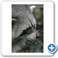 Waschb&auml;r