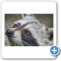 Waschb&auml;r