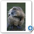 Waschb&auml;r