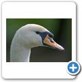 H&ouml;ckerschwan