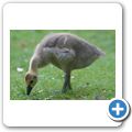 H&ouml;ckerschwan