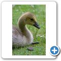 H&ouml;ckerschwan