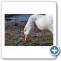 Gans