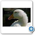 Gans