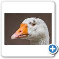 Gans