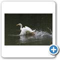 Gans