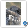 Gans