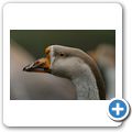 Gans