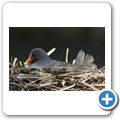 Wasserhuhn
