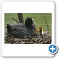 Wasserhuhn