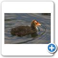 Wasserhuhn