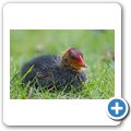 Wasserhuhn