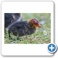 Wasserhuhn