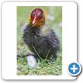 Wasserhuhn
