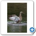 Stockente
