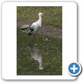 Wei&szlig;storch