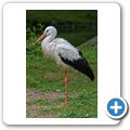 Wei&szlig;storch