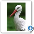 Wei&szlig;storch