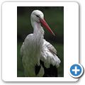 Wei&szlig;storch