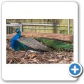 Pfau