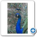 Pfau