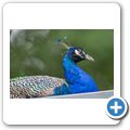 Pfau