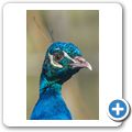 Pfau