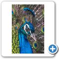 Pfau
