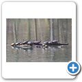 Rotwangen-Schildkr&ouml;ten