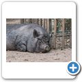 Minischwein