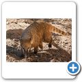 Nasenb&auml;r