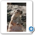 Pr&auml;riehund