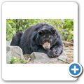 Brillenb&auml;r
