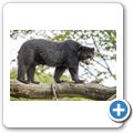 Brillenb&auml;r