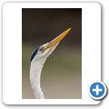 Reiher