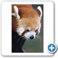 Kleiner Panda