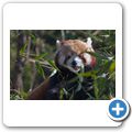 Kleiner Panda