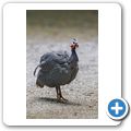 Perlhuhn