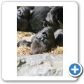 Flachlandgorilla