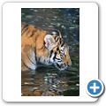 Sibirischer Tiger