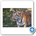 Sibirischer Tiger