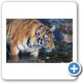 Sibirischer Tiger