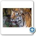 Sibirischer Tiger