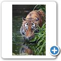 Sibirischer Tiger