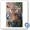 Sibirischer Tiger