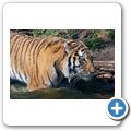 Sibirischer Tiger