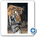 Sibirischer Tiger