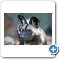 Afrikanischer Wildhund