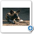 Afrikanischer Wildhund