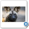 Afrikanischer Wildhund